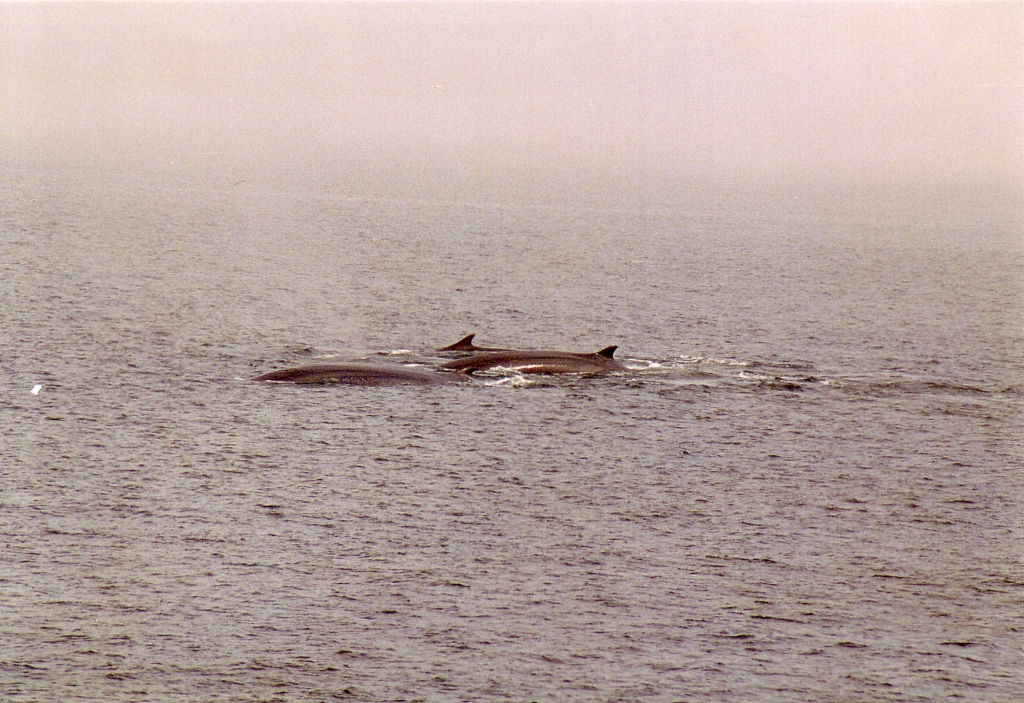 03 -Tadoussac (8).jpg